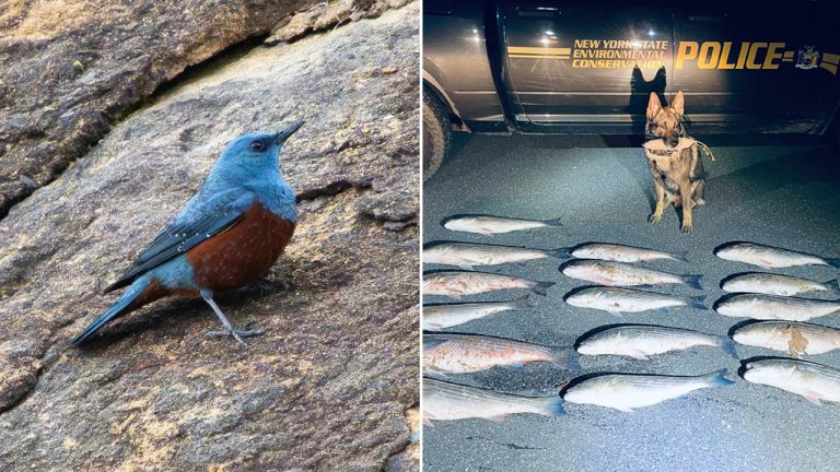 Poachers Nailed After Hiding Fish In Strange Places, A First-ever Bird 