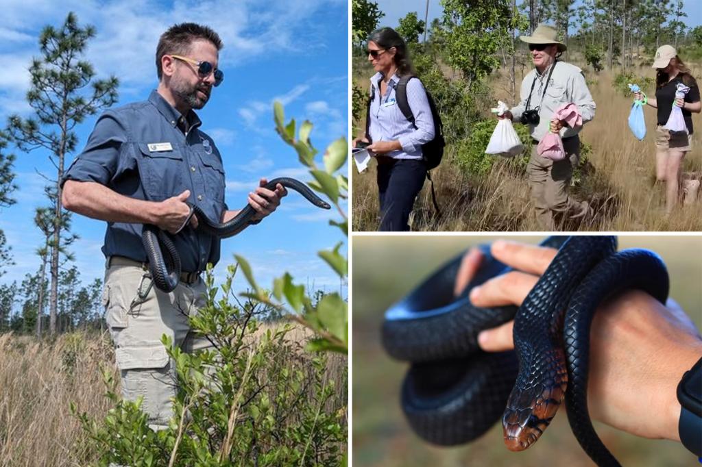 Eastern Indigo Snakes Released In Florida Preserve - Total News