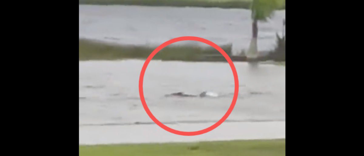 Shark Swims Down The Street Amid Hurricane Ian Storm Surge - Total News