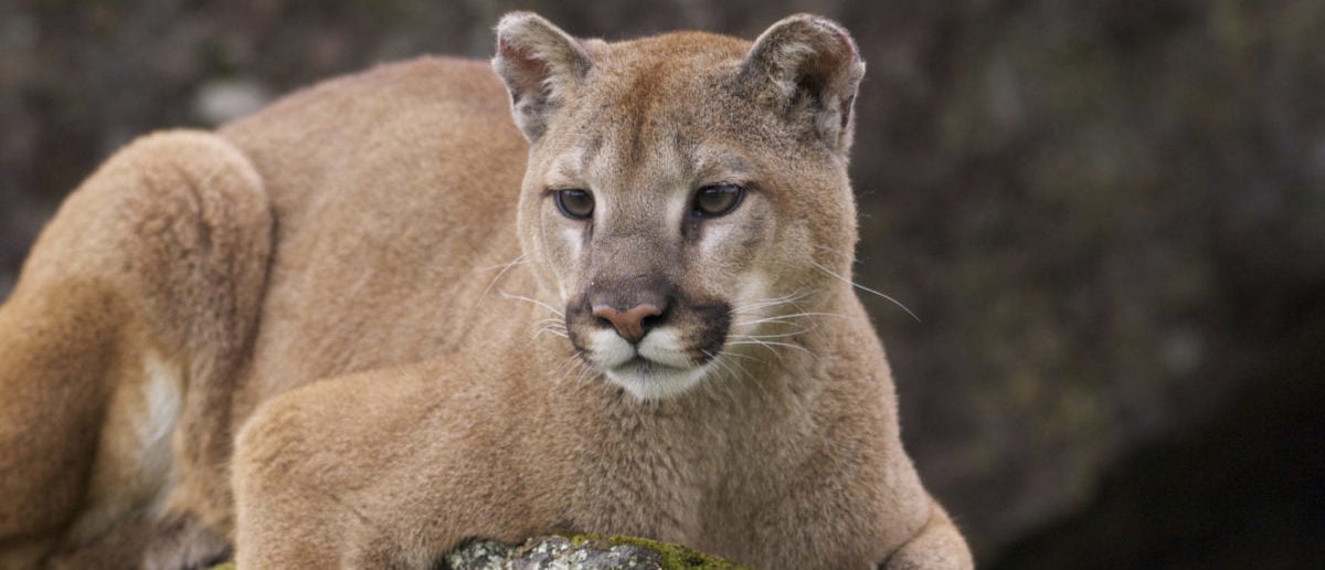 Mountain Lion Attacks Teenager And Her Dog In Reno – Total News