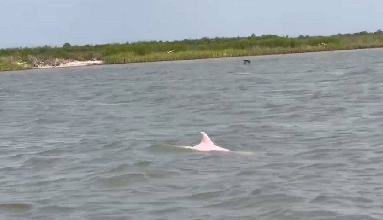 Rare Pink Dolphin Spotted In Louisiana Waters Total News 4864