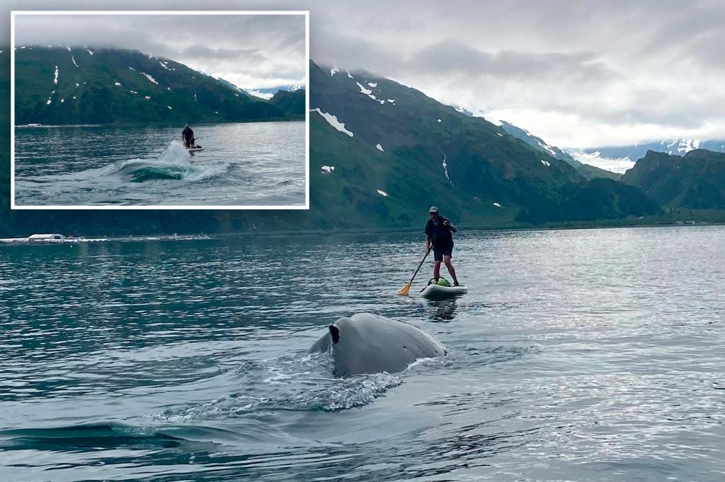 Alaskan Paddleboarder Recounts Humpback Whale Encounter – Total News