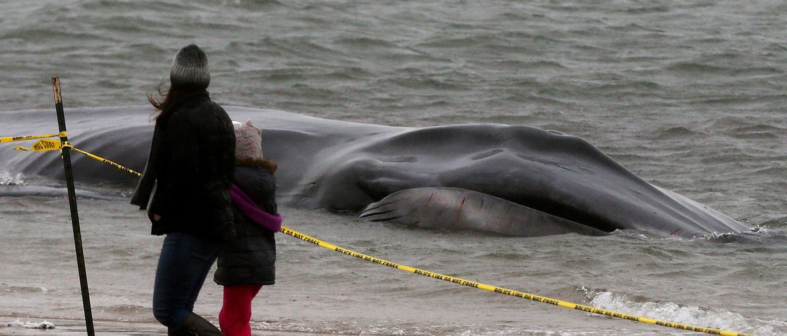 ‘couldnt Care Less Green Groups Let Offshore Wind Off The Hook As Mysterious Whale Deaths 8597