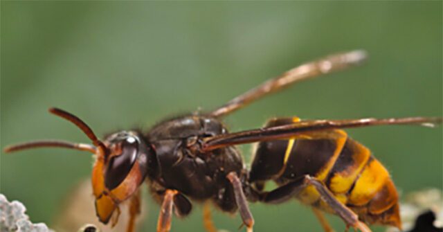 Cousin Of ‘Murder Hornet’ Found In Georgia Threatens Critical Honeybees ...