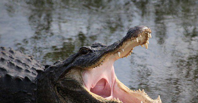 ‘scary Florida Alligator Discovered With Human Body In Its Jaws