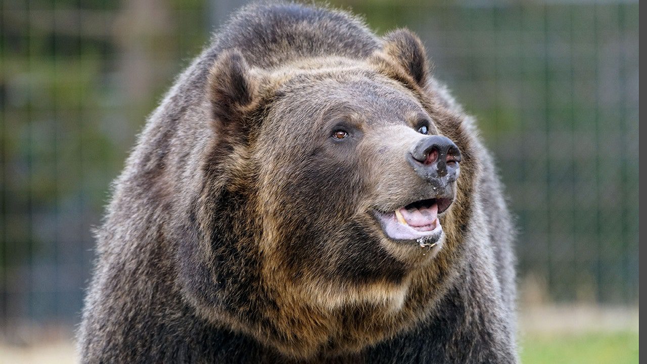 Grizzly bear mauls Montana hunter in Custer Gallatin National Forest ...