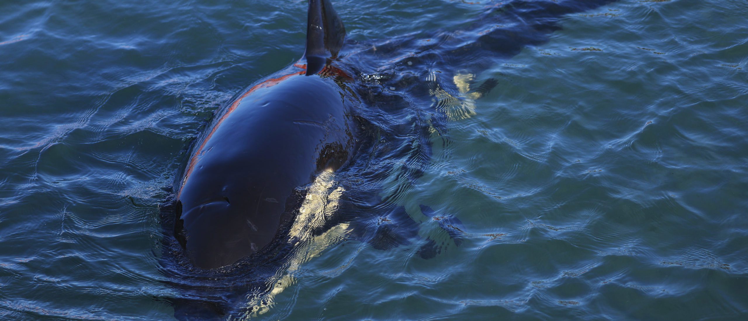 Orcas Strike Again, Sink Polish Yacht In Gibraltar - Total News