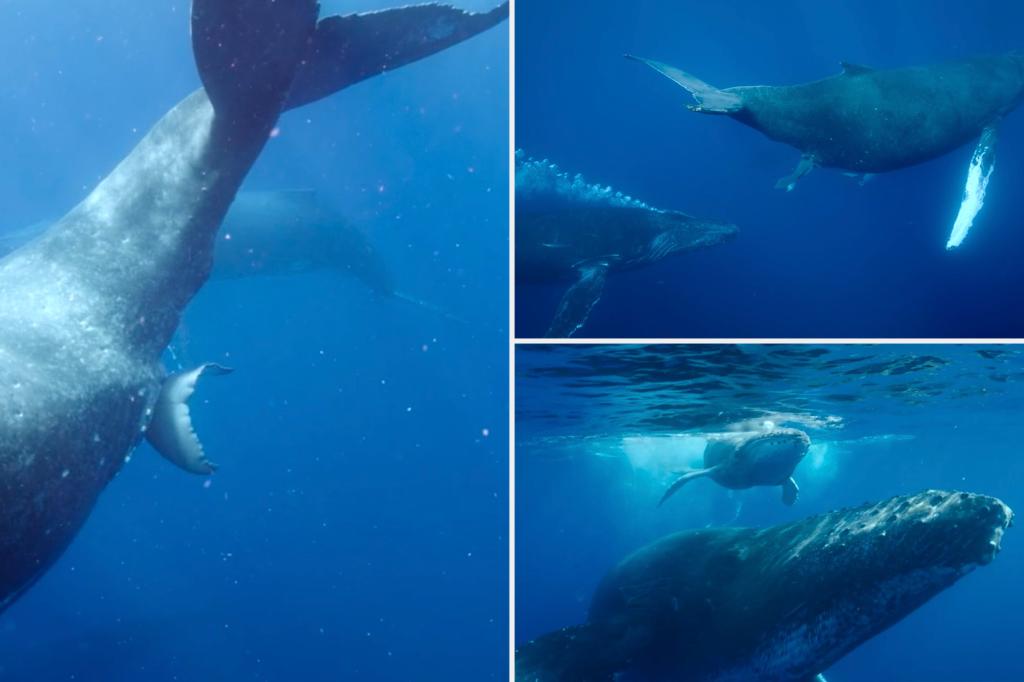 Watch first video ever of humpback whale giving birth – Total News