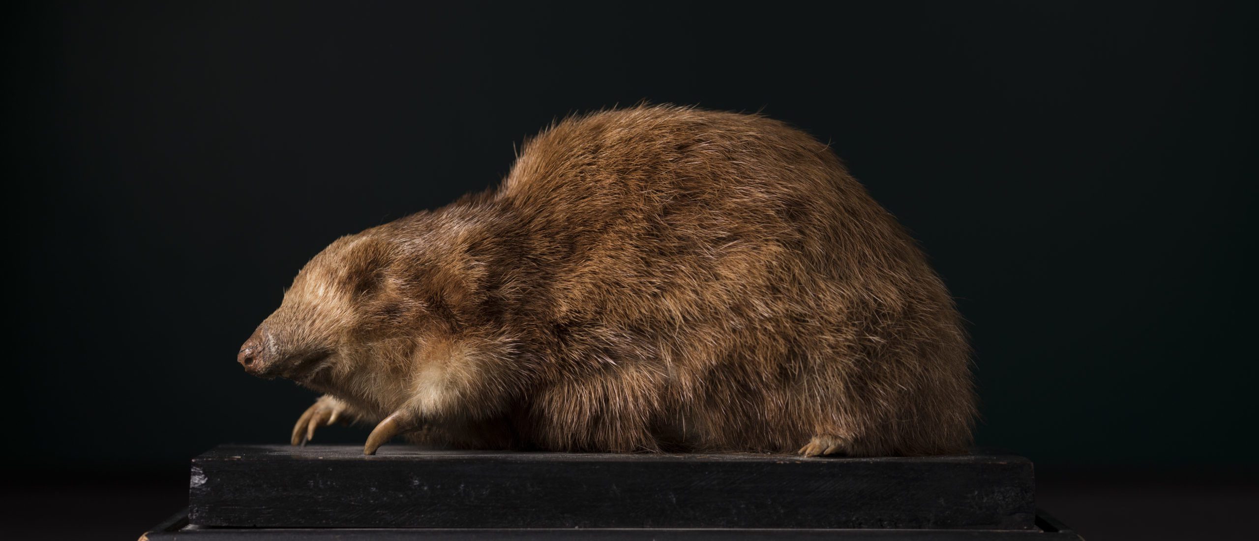 Blind Mole Believed Extinct, Not Seen Since 1936, Turns Up On Beach ...