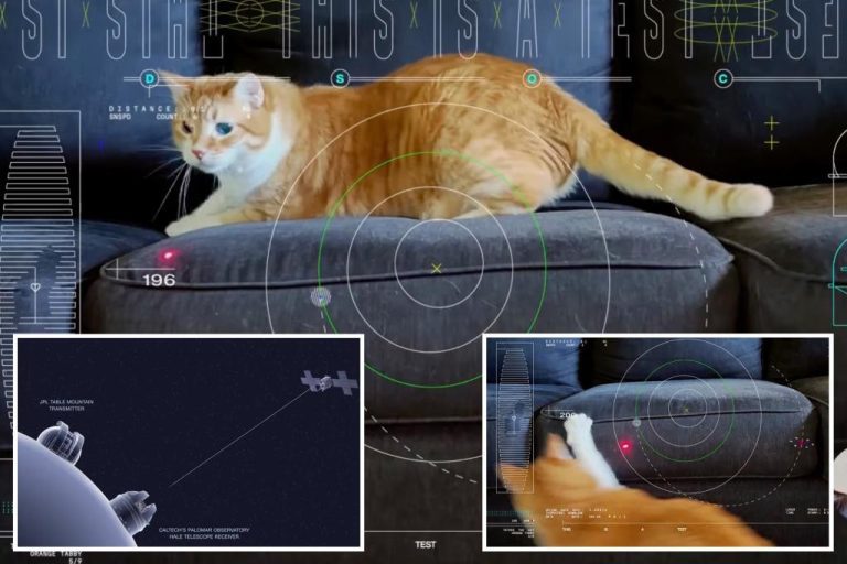 NASA Lasers Video Of Cat Named Taters 19 Million Miles From Deep Space ...