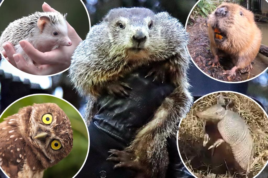 Animals other than Punxsutawney Phil that will try to predict end of