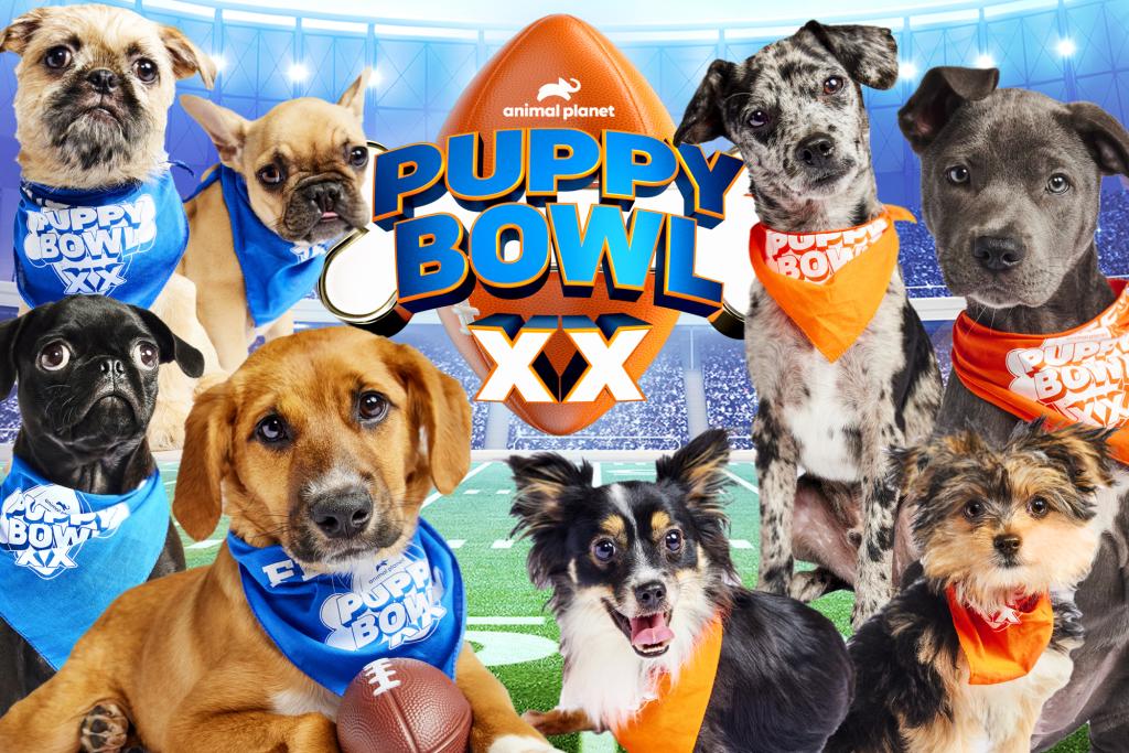 Puppy Bowl 2024 Winner 2024 - Deni Evangeline