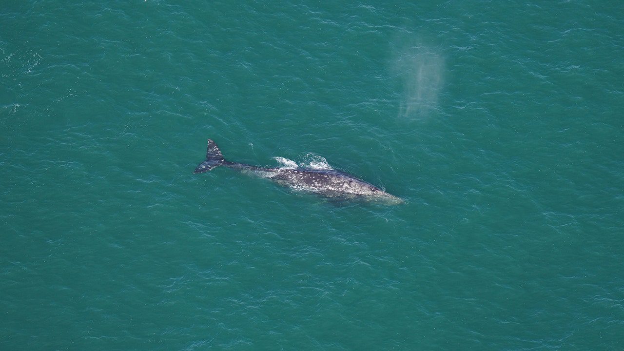 Whale that vanished from Atlantic over 200 years ago spotted off ...