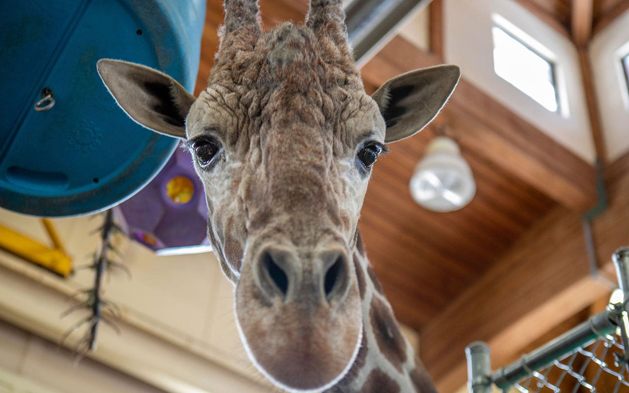 Sioux Falls zoo's beloved giraffe Chioke euthanized after injury