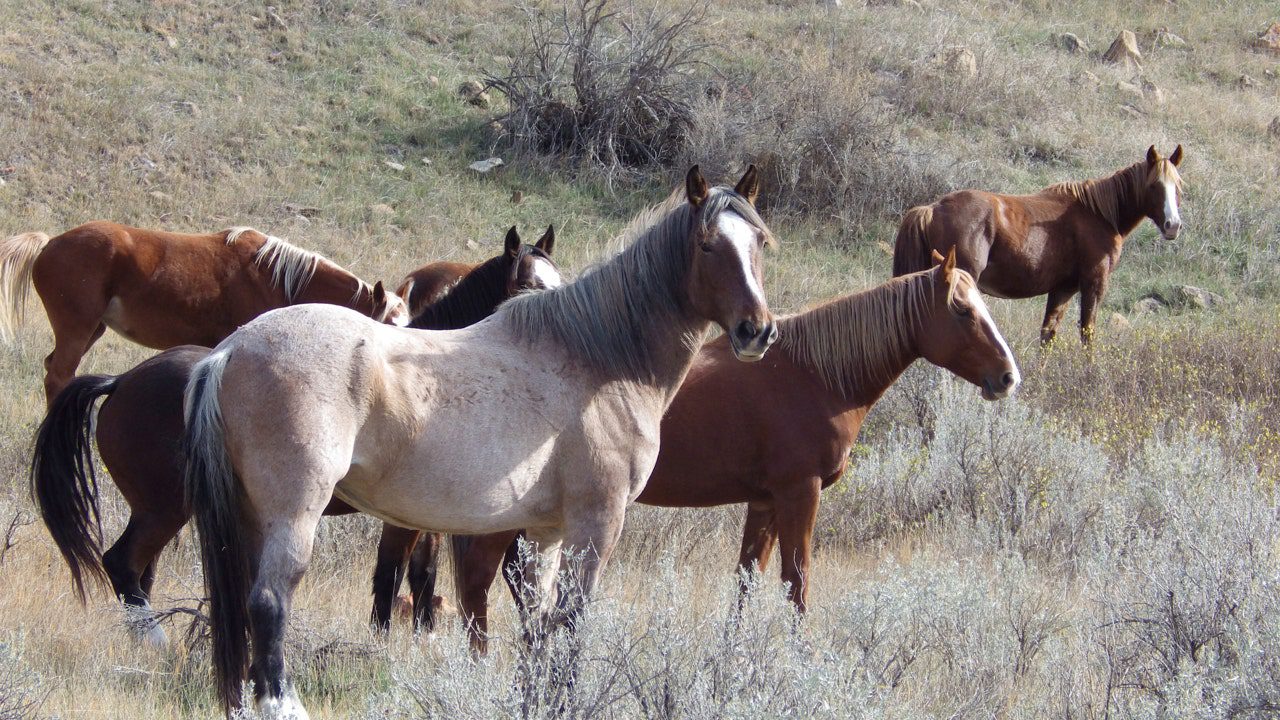 Wild horses to remain in North Dakota’s Theodore Roosevelt National ...