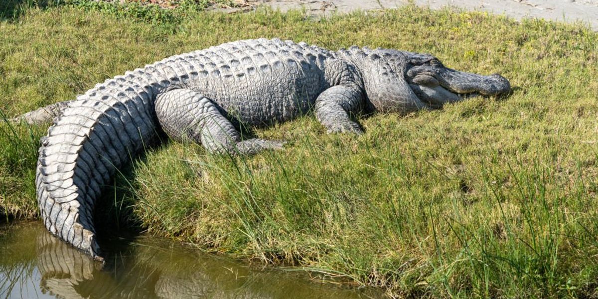 ‘Alligators are in the Rio Grande’: Texas Gov. Abbott warns would-be ...