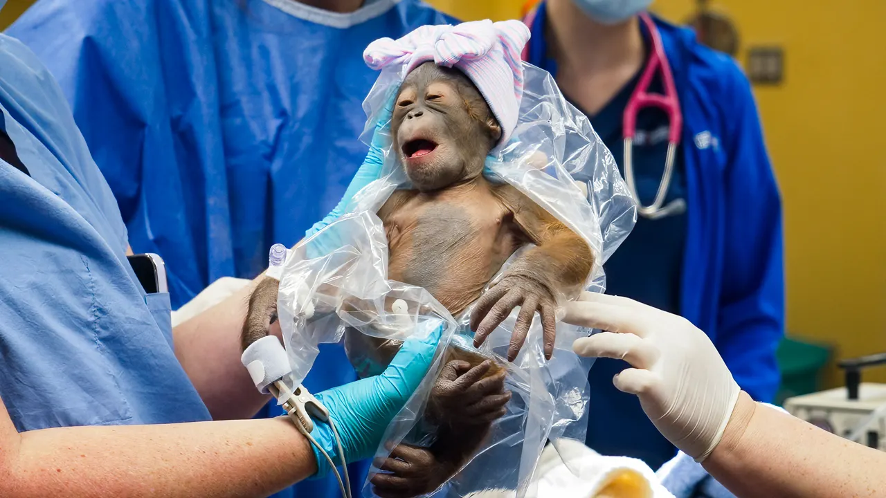 Endangered Bornean orangutan born at Busch Gardens Tampa Bay - Total News