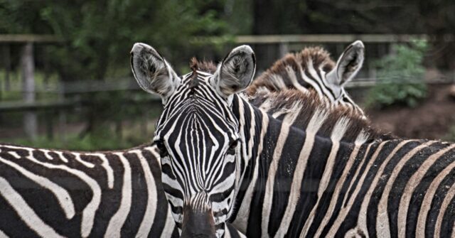 Zebras Run Wild After Escaping Trailer in WA | Total News