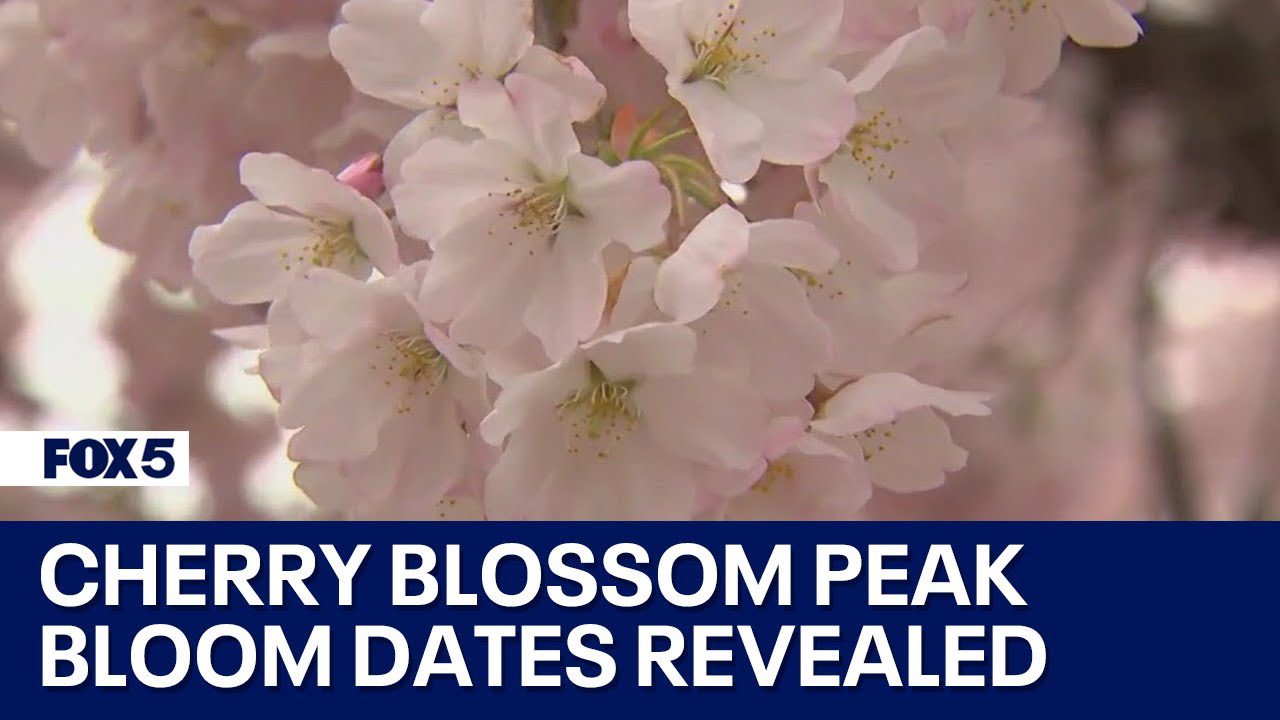 Cherry blossom peak bloom dates revealed | FOX 5 DC - Total News