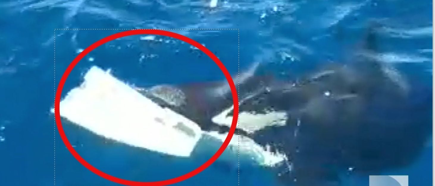 Killer Whales Caught On Camera Attacking And Capsizing 50-Foot Yacht In ...