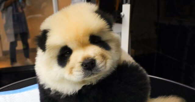 China Zoo Faces Backlash For Trying To Pass Off Dyed Dogs As Pandas 