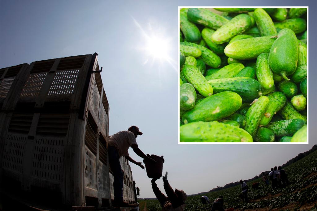 Cucumbers Recalled In 14 US States Over Potential Salmonella ...