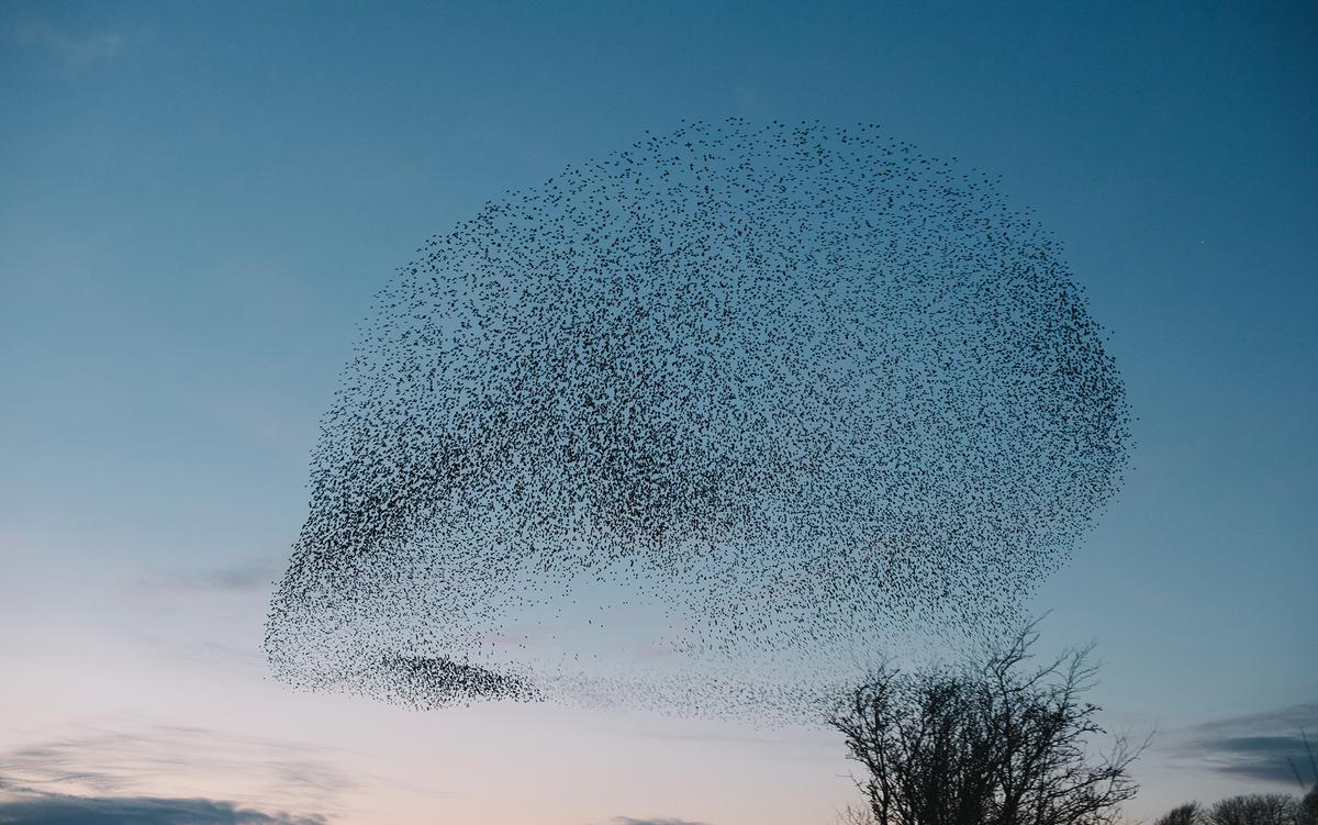 The similarity between the human brain and a flock of starlings in ...