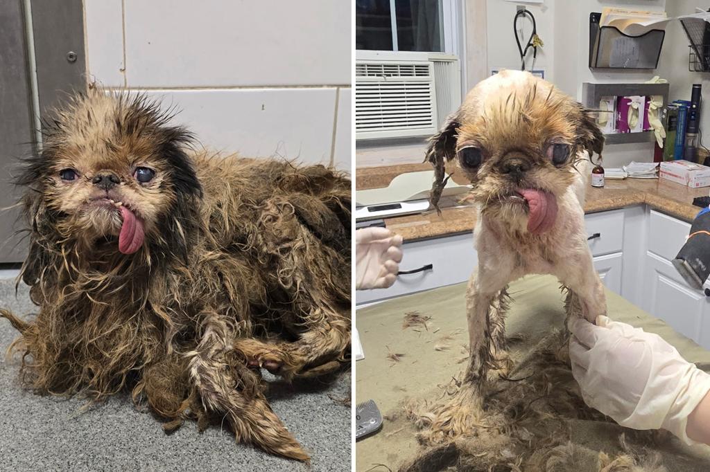 115 dogs discovered in a Brooklyn hoarding situation are on the path to recovery thanks to the compassion of animal rescuers.