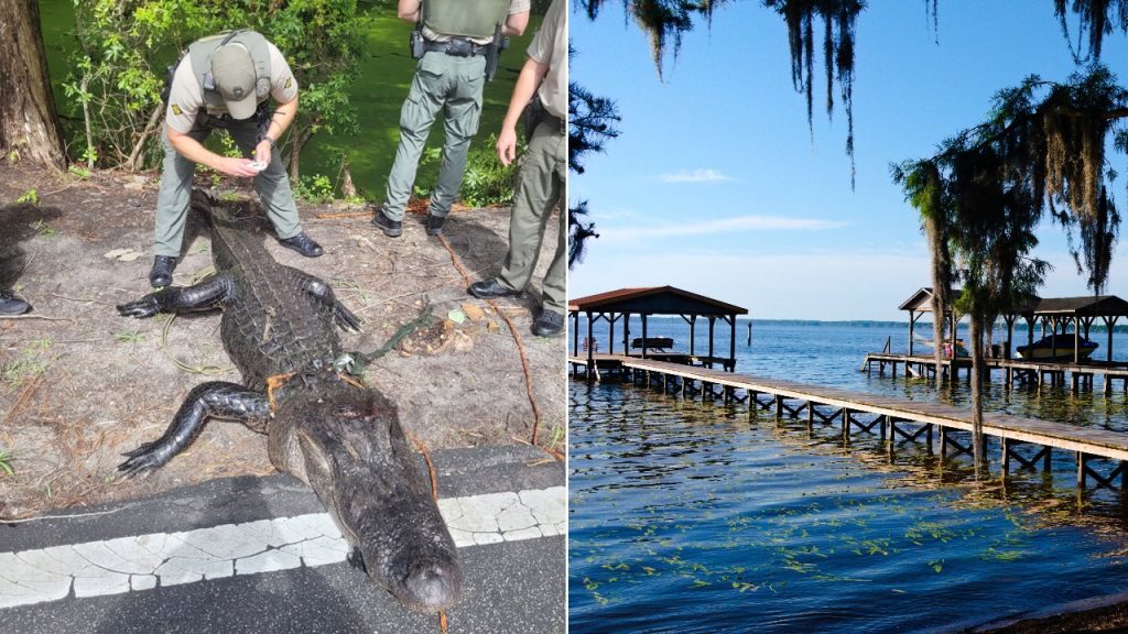 12-year-old girl hurt by alligator while swimming in a lake in North Carolina