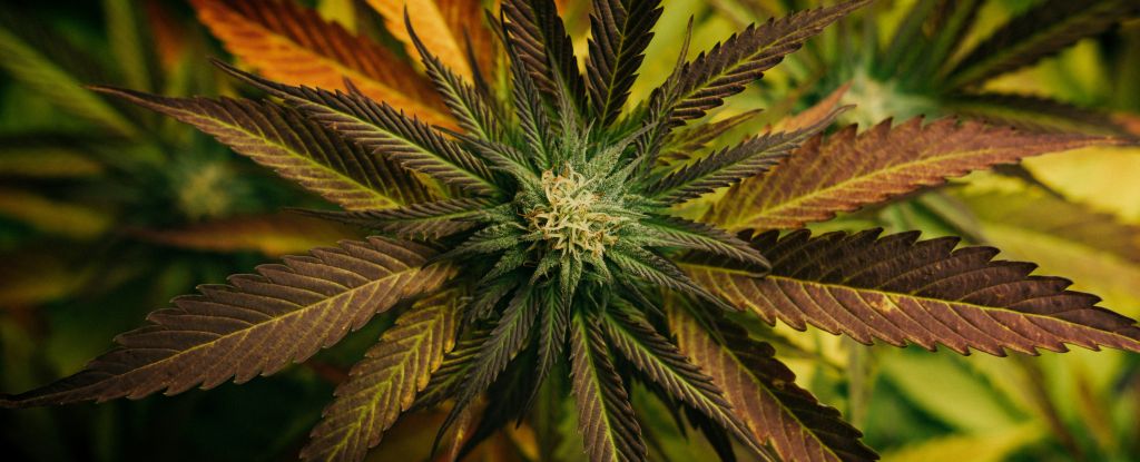 A Cannabis Compound May Help Shield Us from a Dangerous Fungal Illness