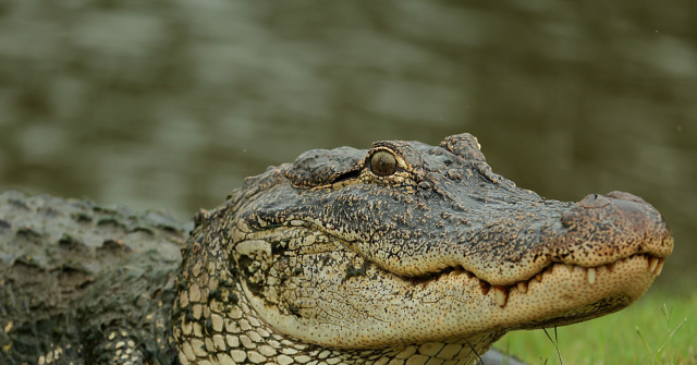 Alligator Alcatraz is an Ideal Place for Holding Undocumented Immigrants
