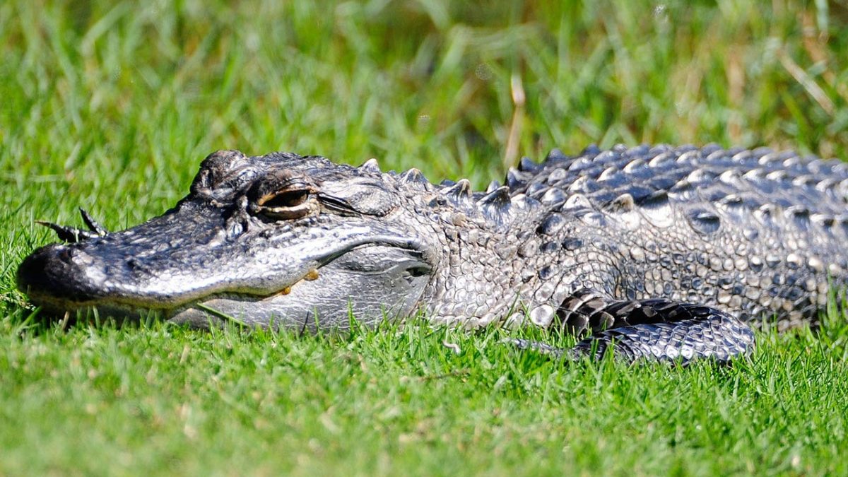 Alligator attack in Florida claims the life of a Michigan woman, safety campaign introduced
