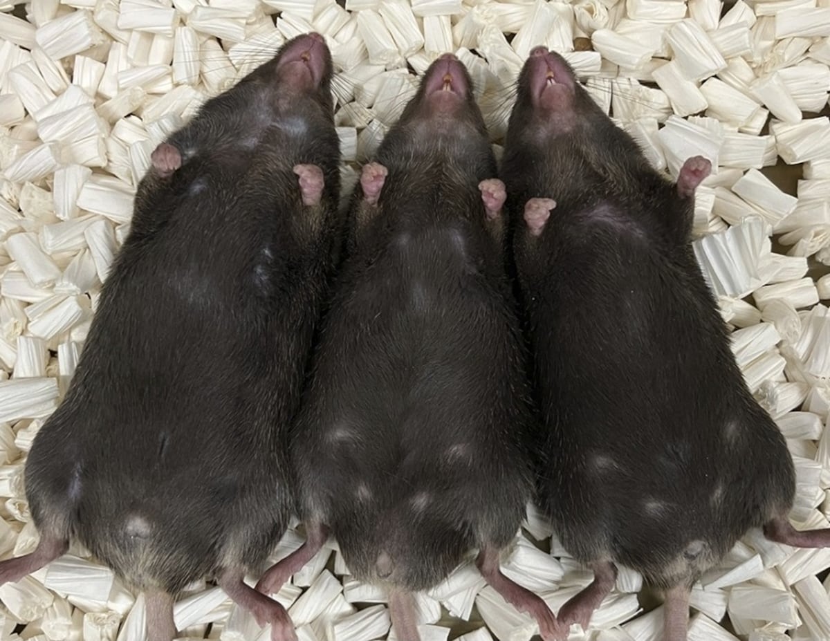 An outside influence changes a male mammal into a female for the first time.