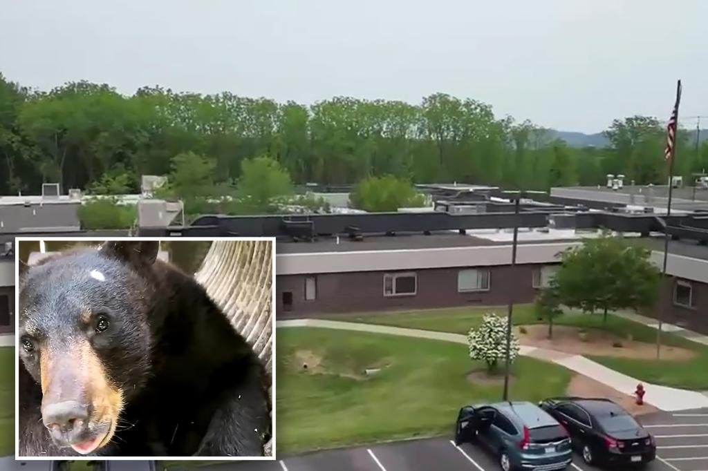 Bear causes a stir in Pennsylvania nursing home