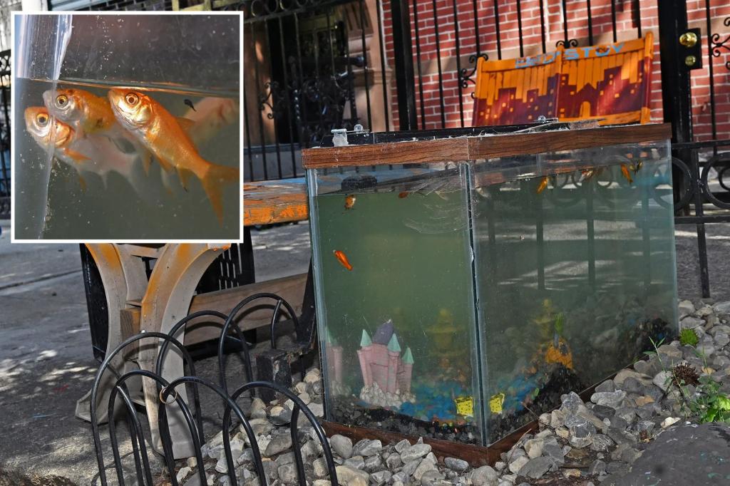 Bed-Stuy aquarium reopens – raising worries over fish treatment