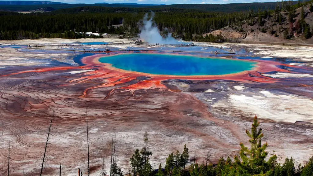 Bison falls into Grand Prismatic Spring at Yellowstone National Park and dies
