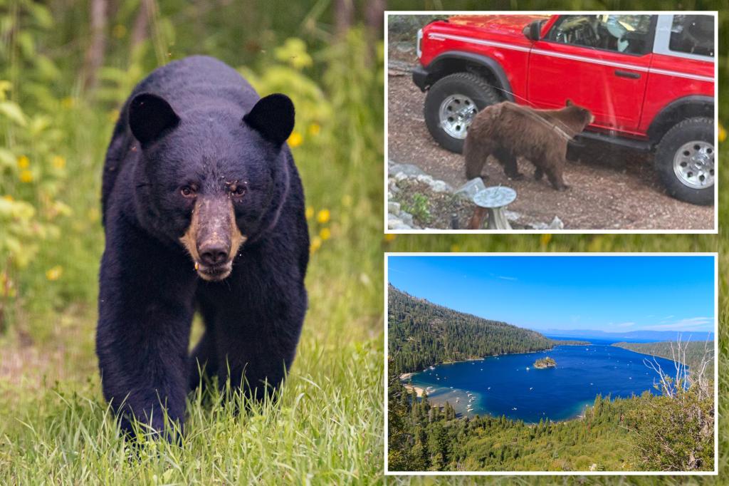 Black bear put down after entering trailer near Lake Tahoe in California