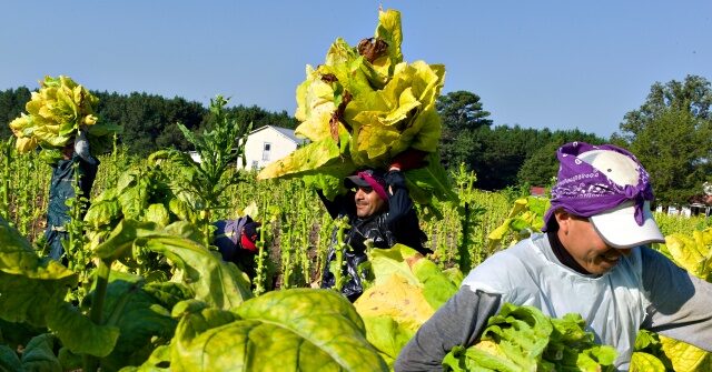 Brooke Rollins Supports Deportation Exceptions for Preferred Industries