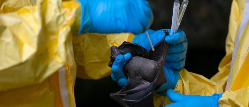 Bureaucrat Appeals to Superiors to Protect Harvard’s Risky 'Virus Hunting' Grant