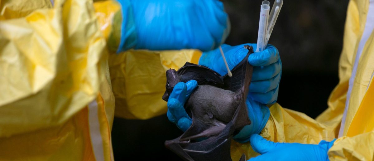 Bureaucrat Appeals to Superiors to Protect Harvard’s Risky 'Virus Hunting' Grant