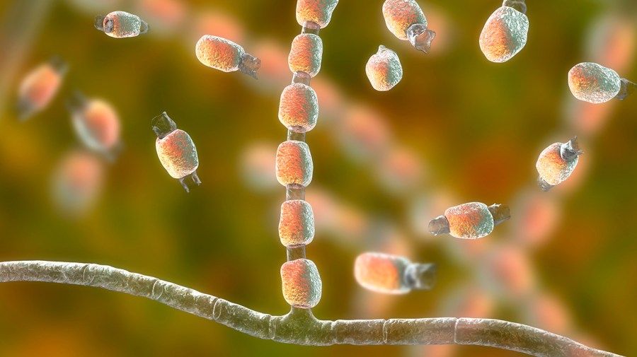 California researchers raise concerns about how pesticides contribute to increased resistance to antifungal medications.