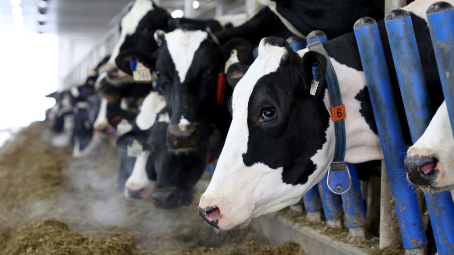 Canada is doubling down on dairy tariffs ahead of talks with Trump