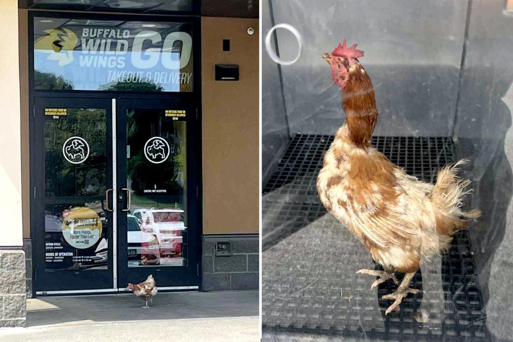 Chicken lands on the doorstep of an Iowa Buffalo Wild Wings