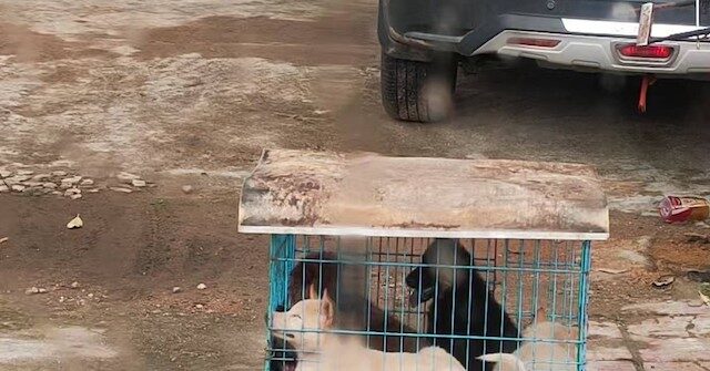 China Gets Ready for the Controversial Yulin Dog Meat Festival Amid Poll Indicating Most Residents Do Not Participate