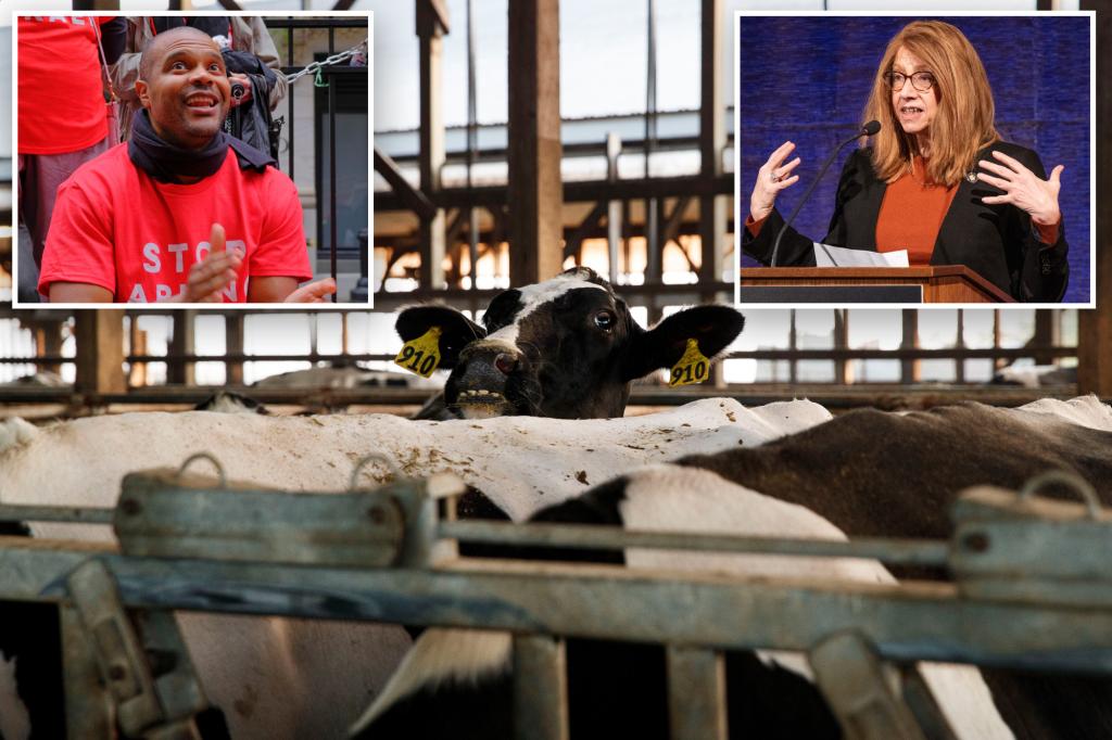 City Democrats in New York want to restrict the number of cows dairy farms can have in a new environmental initiative, causing conflict between upstate and downstate communities.