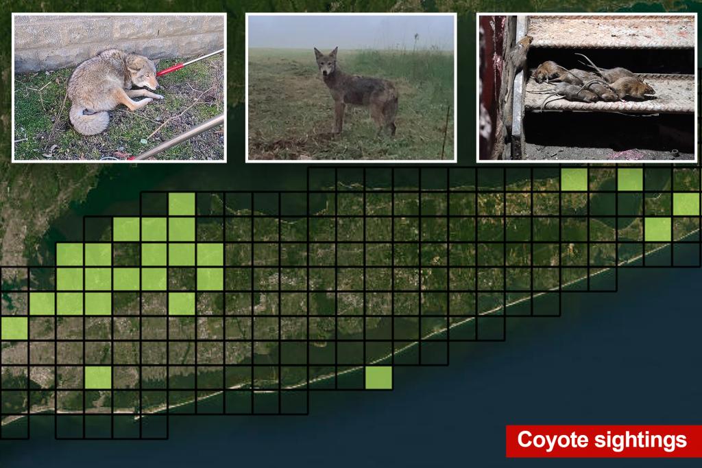 Coyotes are taking over Long Island, partly due to this unexpected ability and the presence of NYC rats.