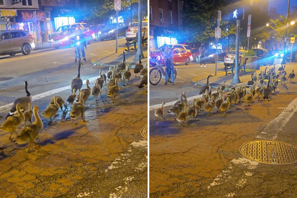 Crowds gathering to admire the intriguing geese group in Jersey City