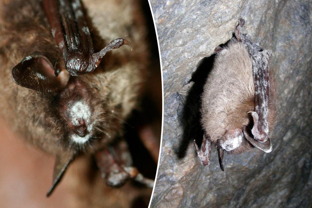 Deadly illness affects bats in Rocky Mountain National Park