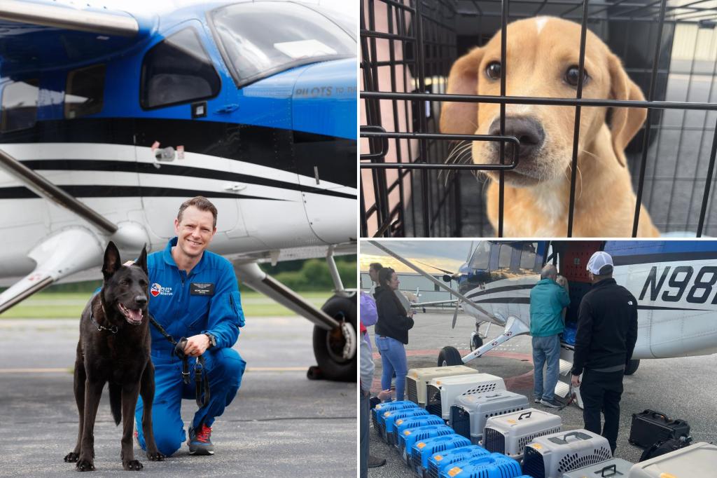 Dedicated NYC pilot spends his life helping thousands of abandoned animals: 'We aim to rescue them all'