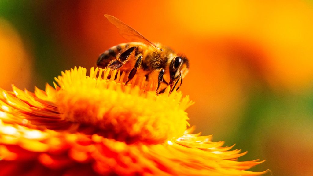 Does eating a bee lead to a heart attack? Specialists weigh in on unusual situation
